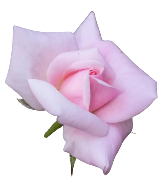 Rose for Alekya