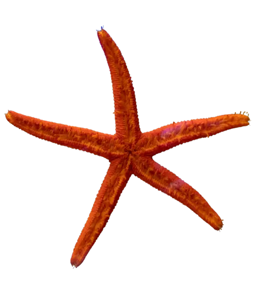 Sea star client 2