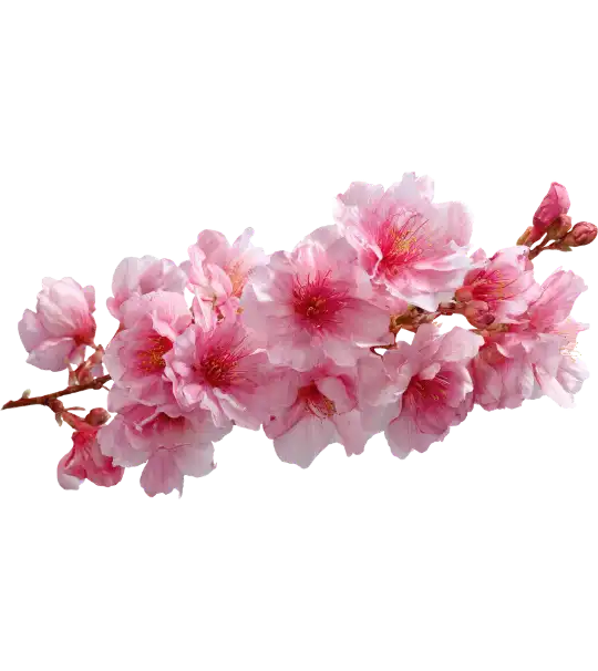 Flower for Sonyda