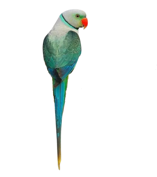 Bird for Sondya